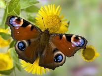 Peacock Butterfly on Fleabane Flowers, Hertfordshire, England, UK-Andy Sands-Photographic Print