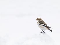 Snow Bunting in Snow, Cairngorms, Scotland, UK-Andy Sands-Photographic Print