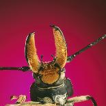 Dung Beetle on Dung Ball-Andy Teare-Photographic Print