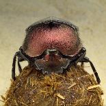 Dung Beetle on Dung Ball-Andy Teare-Photographic Print