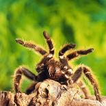 Dung Beetle on Dung Ball-Andy Teare-Photographic Print