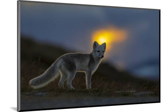 Photographic Print, , large