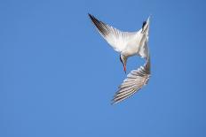 Eurasian cranes taking flight for roasting site, Sweden-Andy Trowbridge-Photographic Print