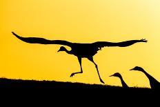 Eurasian cranes taking flight for roasting site, Sweden-Andy Trowbridge-Photographic Print