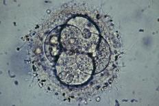 LM of Human Embryo At Four-cell Stage-Andy Walker-Photographic Print