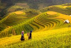 Rice Fields on Terraced of Mu Cang Chai, Yenbai, Rice Fields Prepare the Harvest at Northwest Vietn-anekoho-Mounted Photographic Print