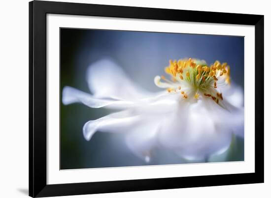 Anemone 1-Mandy Disher-Framed Photographic Print