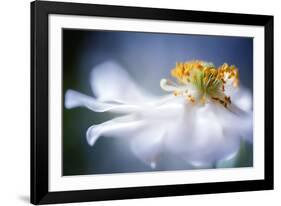 Anemone 1-Mandy Disher-Framed Photographic Print