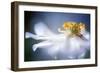 Anemone 1-Mandy Disher-Framed Photographic Print