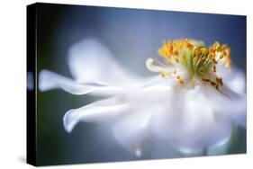 Anemone 1-Mandy Disher-Stretched Canvas