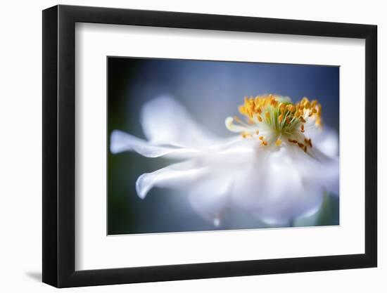 Anemone 1-Mandy Disher-Framed Photographic Print