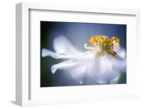 Anemone 1-Mandy Disher-Framed Photographic Print