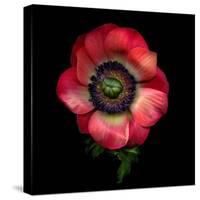 Anemone 3-Magda Indigo-Stretched Canvas