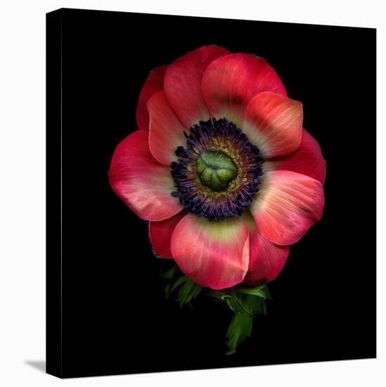 Anemone 3-Magda Indigo-Stretched Canvas