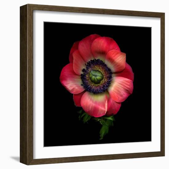 Anemone 3-Magda Indigo-Framed Photographic Print