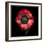 Anemone 3-Magda Indigo-Framed Photographic Print