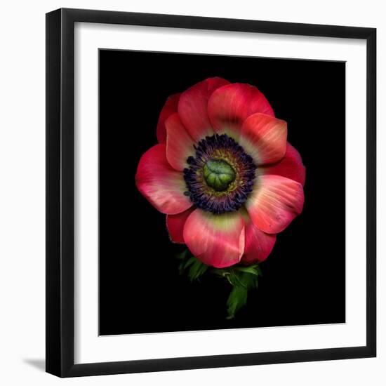 Anemone 3-Magda Indigo-Framed Photographic Print