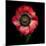 Anemone 3-Magda Indigo-Mounted Photographic Print