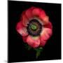 Anemone 3-Magda Indigo-Mounted Photographic Print