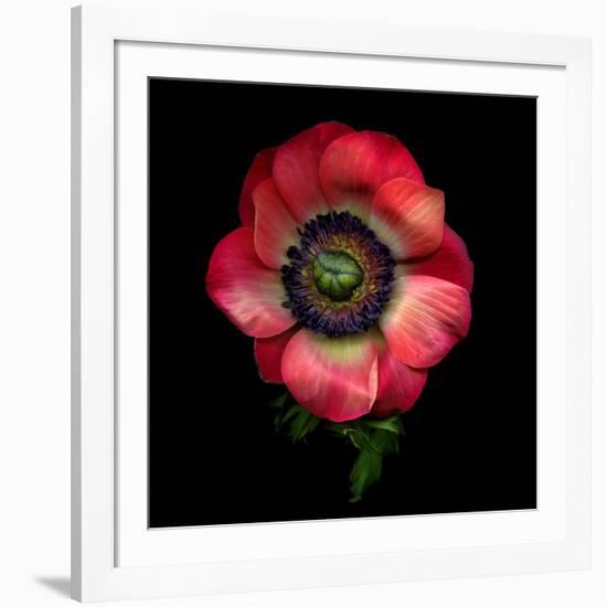 Anemone 3-Magda Indigo-Framed Photographic Print