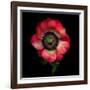 Anemone 3-Magda Indigo-Framed Photographic Print