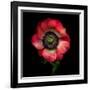 Anemone 3-Magda Indigo-Framed Photographic Print