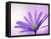 Anemone, Anemone Blanda, Bielefeld, Germany-Thorsten Milse-Framed Stretched Canvas