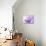 Anemone, Anemone Blanda, Bielefeld, Germany-Thorsten Milse-Stretched Canvas displayed on a wall