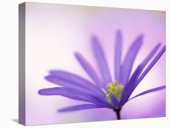 Anemone, Anemone Blanda, Bielefeld, Germany-Thorsten Milse-Stretched Canvas