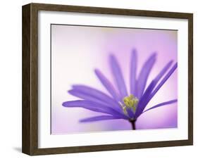 Anemone, Anemone Blanda, Bielefeld, Germany-Thorsten Milse-Framed Photographic Print