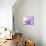 Anemone, Anemone Blanda, Bielefeld, Germany-Thorsten Milse-Mounted Photographic Print displayed on a wall