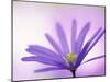 Anemone, Anemone Blanda, Bielefeld, Germany-Thorsten Milse-Mounted Photographic Print