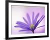 Anemone, Anemone Blanda, Bielefeld, Germany-Thorsten Milse-Framed Photographic Print