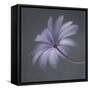 Anemone Blanda-Lotte Gronkjar-Framed Stretched Canvas