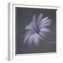 Anemone Blanda-Lotte Gronkjar-Framed Photographic Print