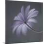 Anemone Blanda-Lotte Gronkjar-Mounted Photographic Print