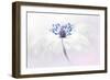 Anemone blanda-Jacky Parker-Framed Giclee Print