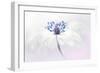 Anemone blanda-Jacky Parker-Framed Giclee Print