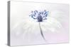 Anemone blanda-Jacky Parker-Stretched Canvas