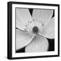 Anemone Centre-Assaf Frank-Framed Giclee Print