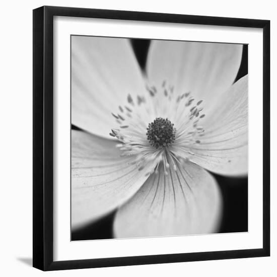 Anemone Centre-Assaf Frank-Framed Giclee Print