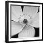 Anemone Centre-Assaf Frank-Framed Giclee Print