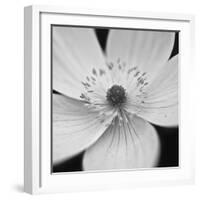 Anemone Centre-Assaf Frank-Framed Giclee Print