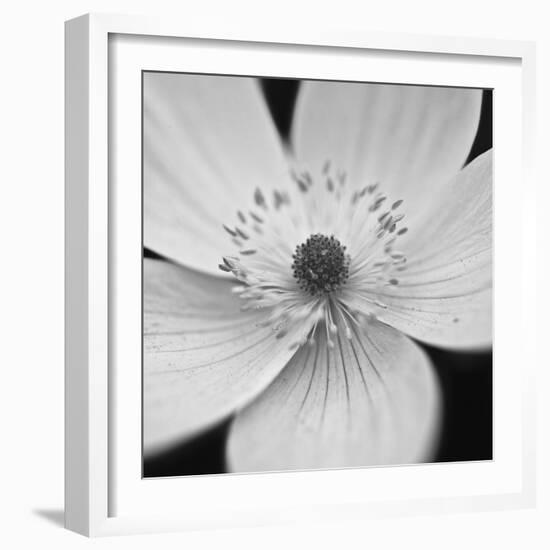 Anemone Centre-Assaf Frank-Framed Giclee Print