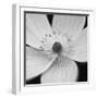 Anemone Centre-Assaf Frank-Framed Giclee Print