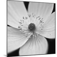 Anemone Centre-Assaf Frank-Mounted Giclee Print