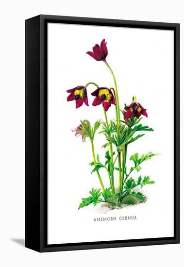 Anemone Cernua-H.g. Moon-Framed Stretched Canvas