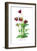 Anemone Cernua-H.g. Moon-Framed Art Print