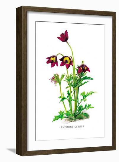 Anemone Cernua-H.g. Moon-Framed Art Print