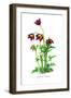 Anemone Cernua-H.g. Moon-Framed Art Print